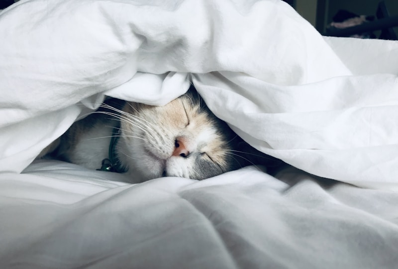 Calico cat resting peacefully under soft white bedding in a calm home with natural light